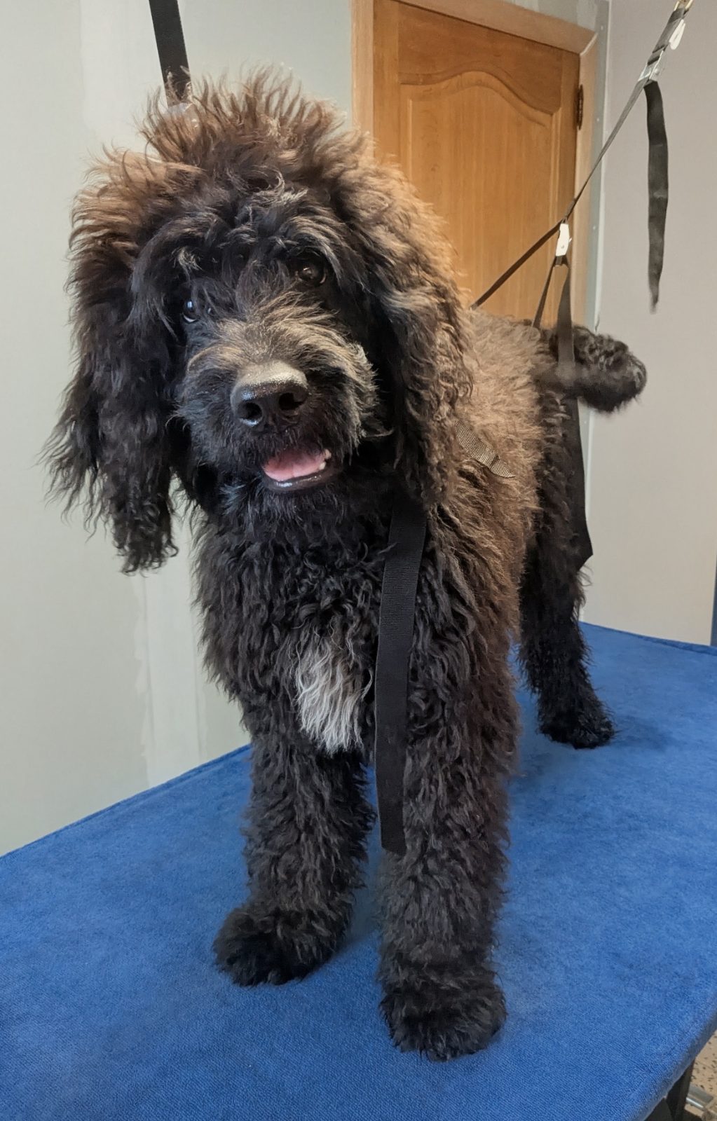 Bram, Puppykennismaking, vóór