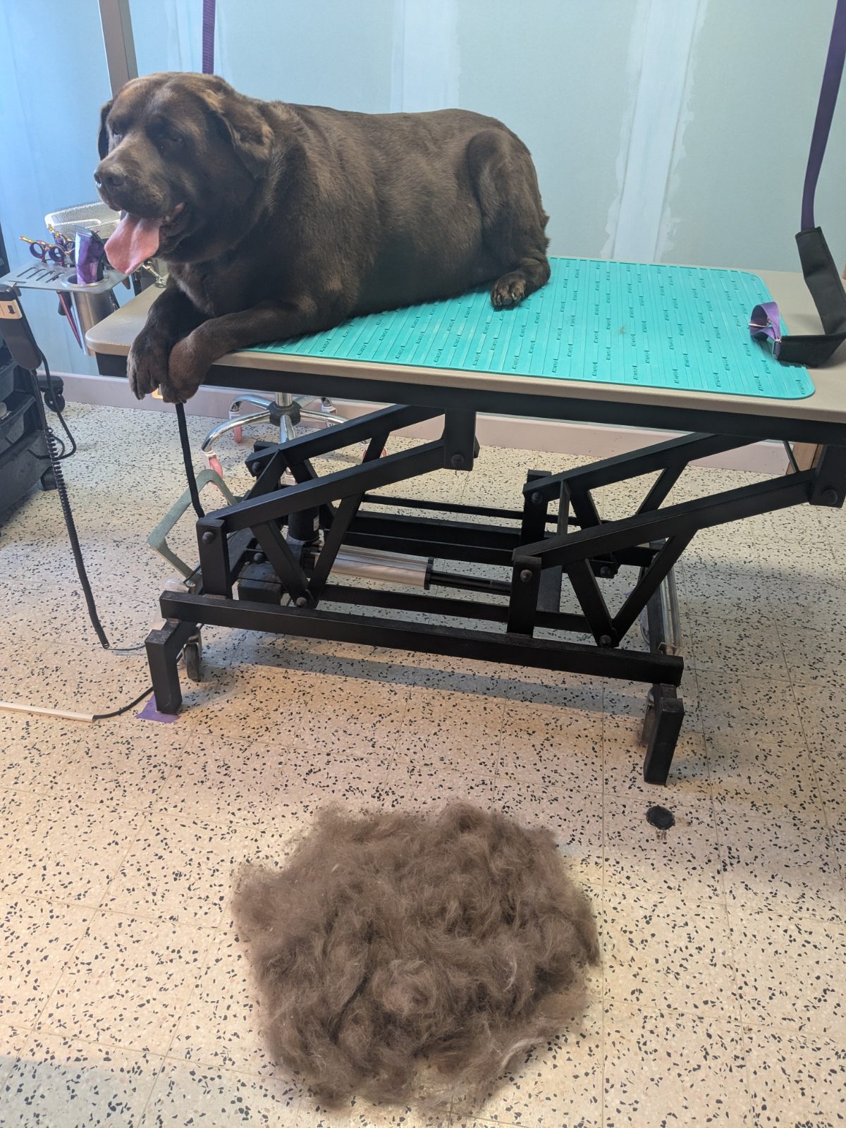 Loeky, Trimbeurt grote hond, na