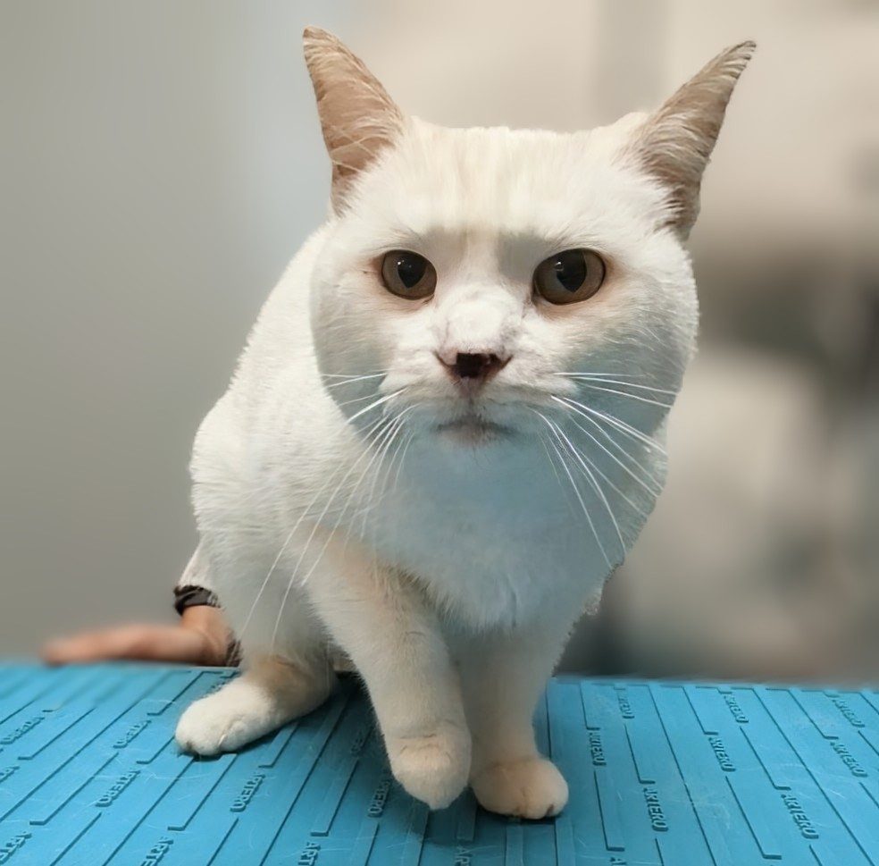 Curie, Kattenverzorging kortharig, na