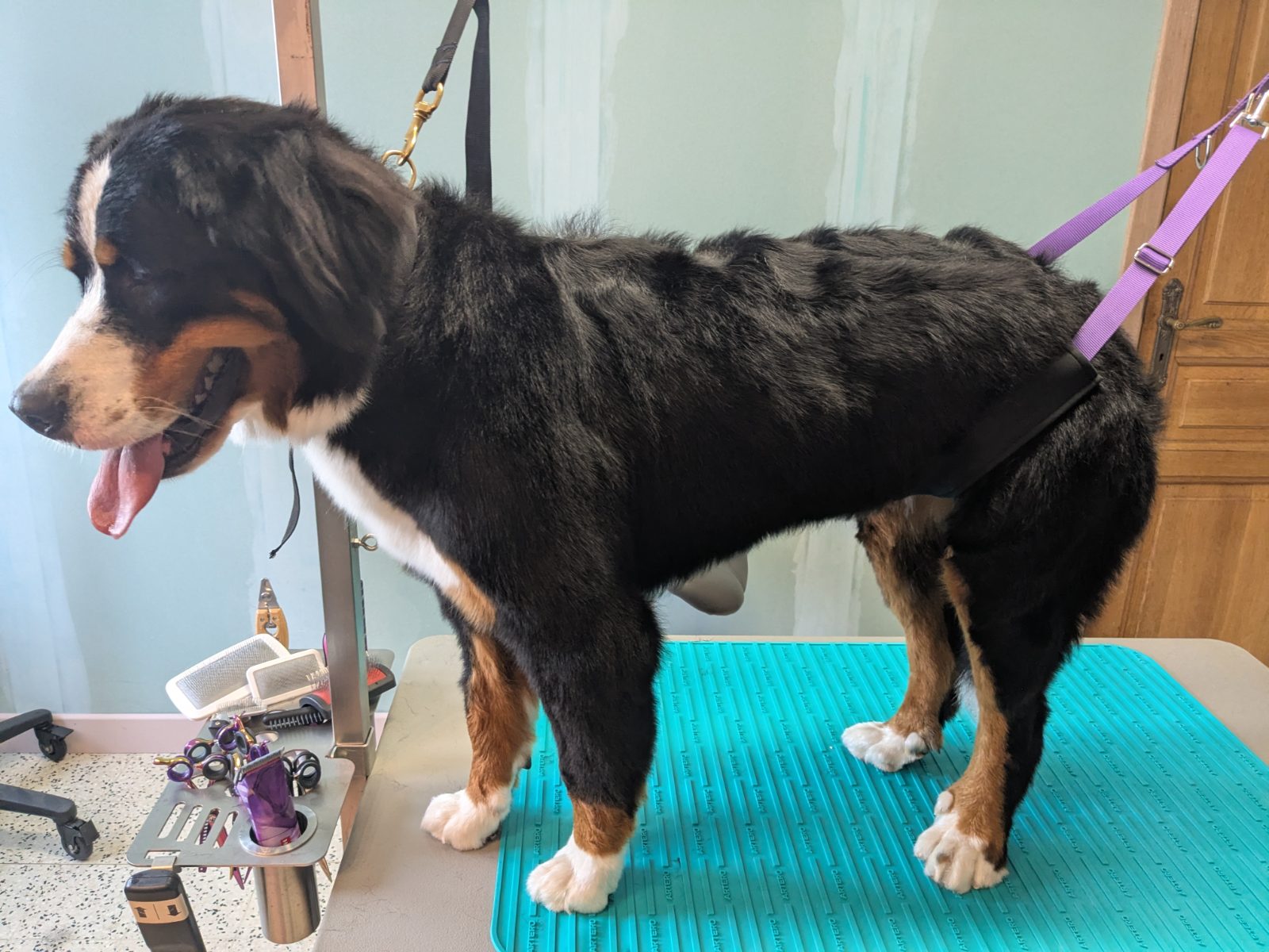 Myra, Trimbeurt grote hond, na
