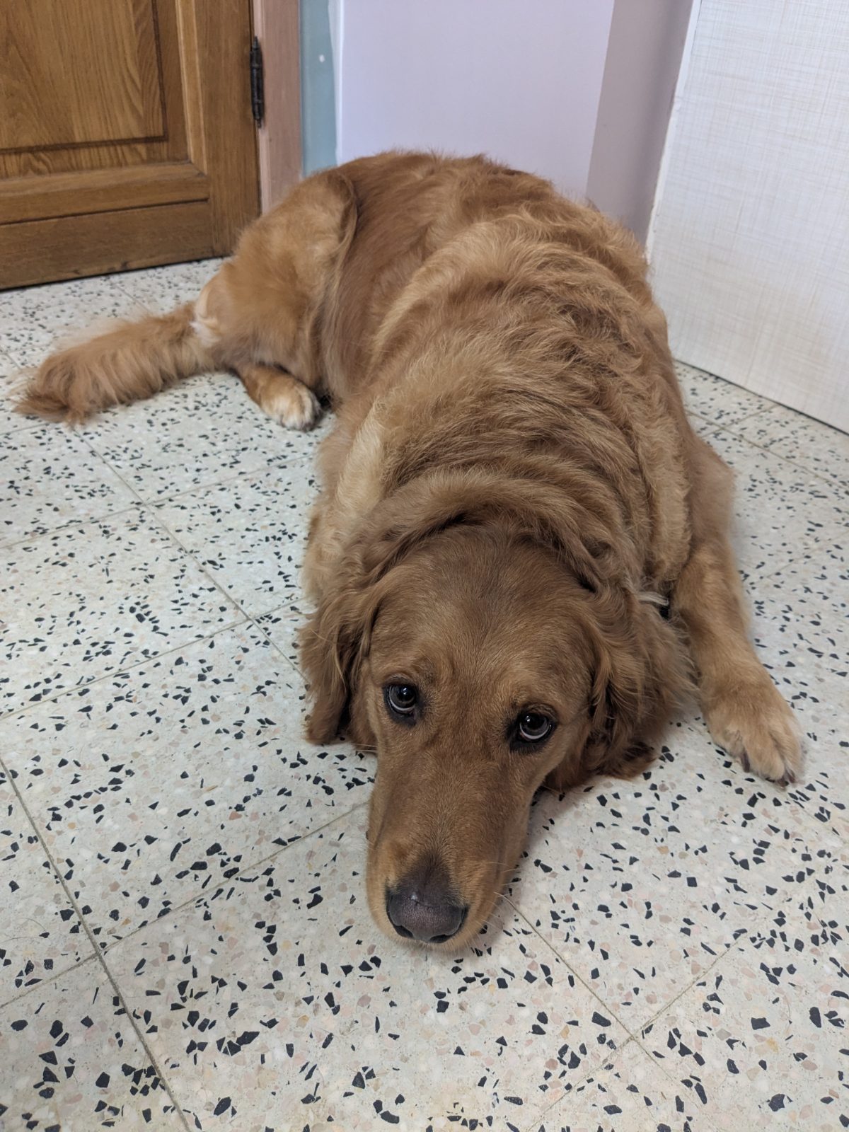 Alba, Trimbeurt middelgrote hond, na