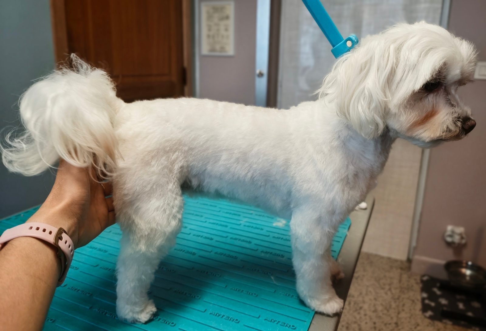 Dina, Volledige trimbeurt, na