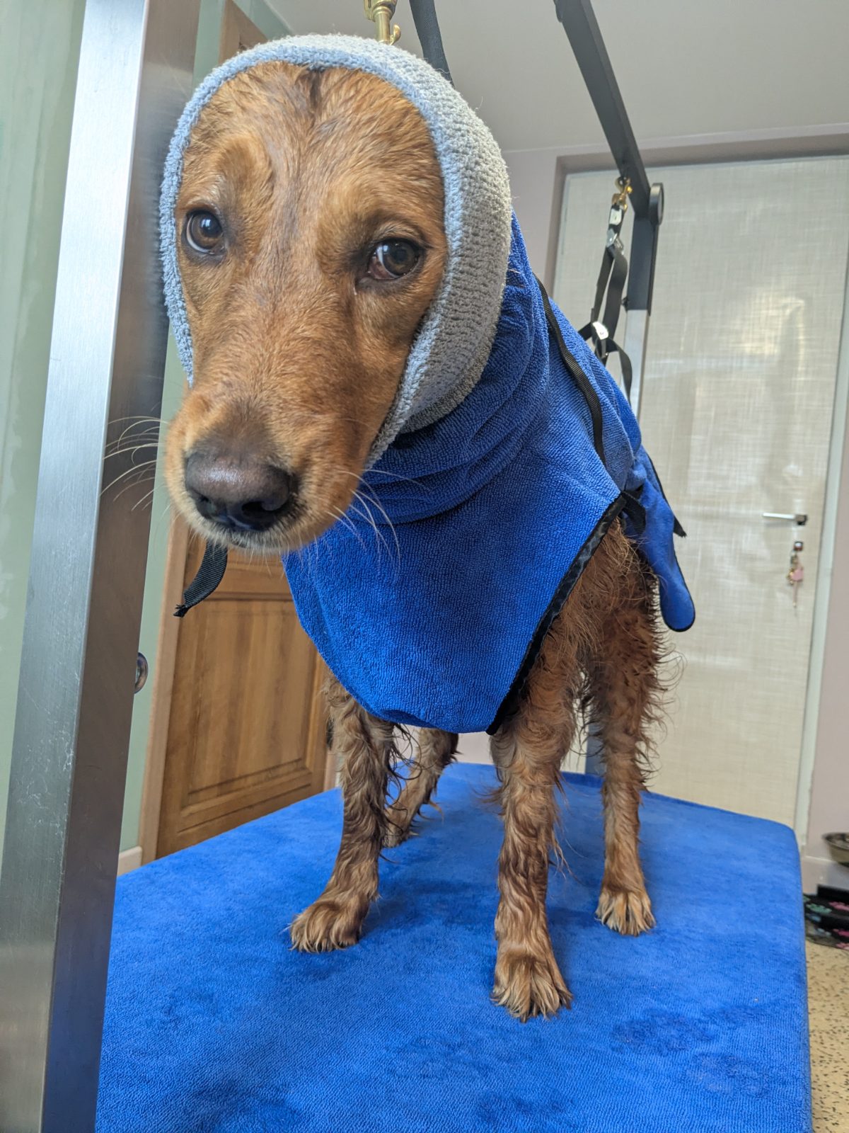 Alba, Trimbeurt middelgrote hond, vóór