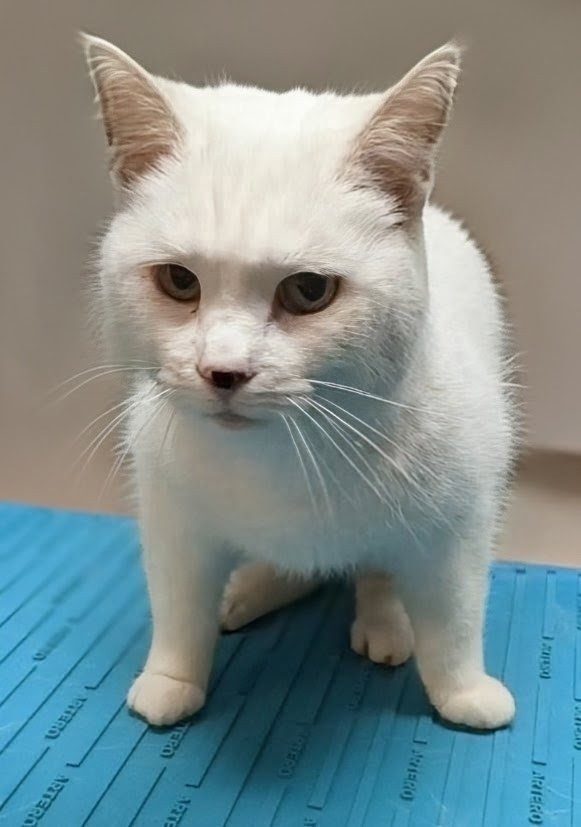 Curie, Kattenverzorging kortharig, na