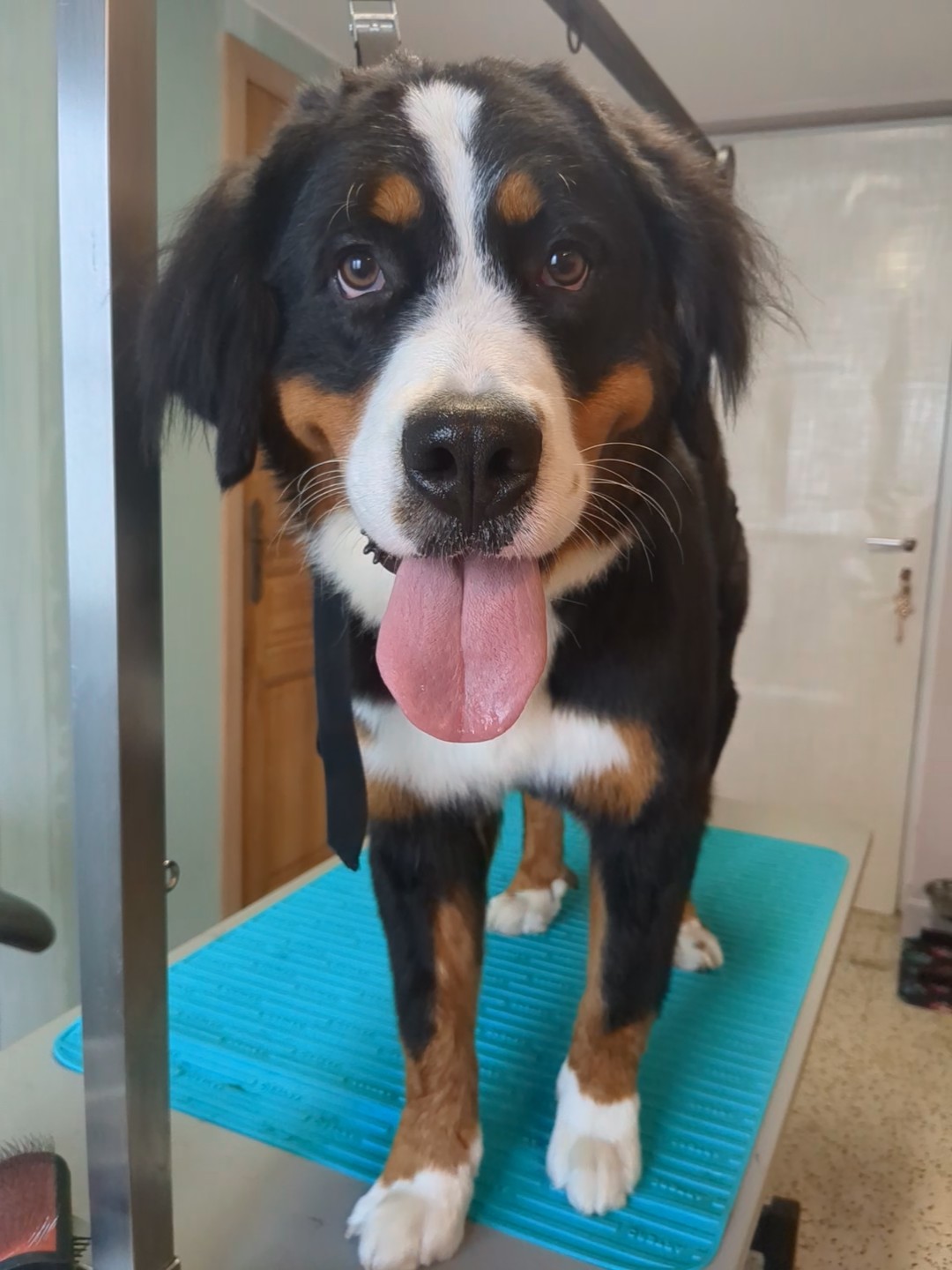 Myra, Trimbeurt grote hond, na