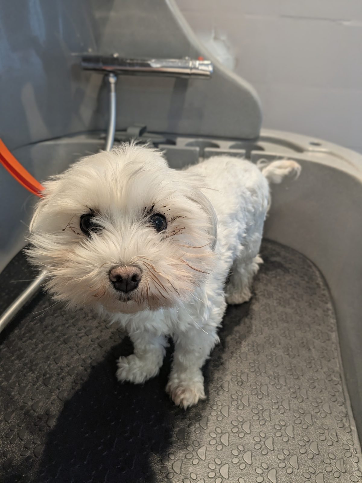 Dina, Trimbeurt kleine hond, vóór