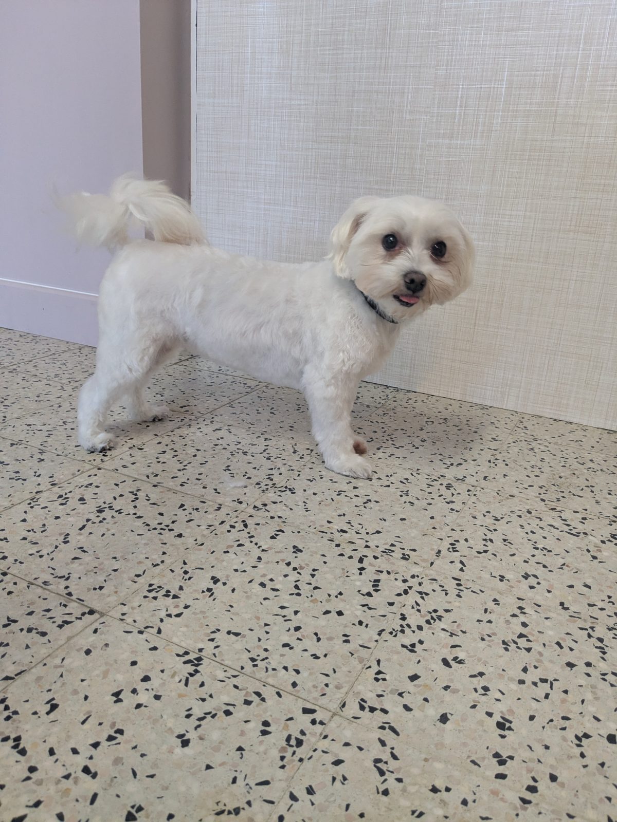 Dina, Trimbeurt kleine hond, na