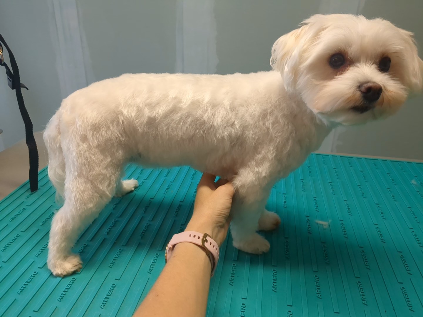 Dina, Trimbeurt kleine hond, na