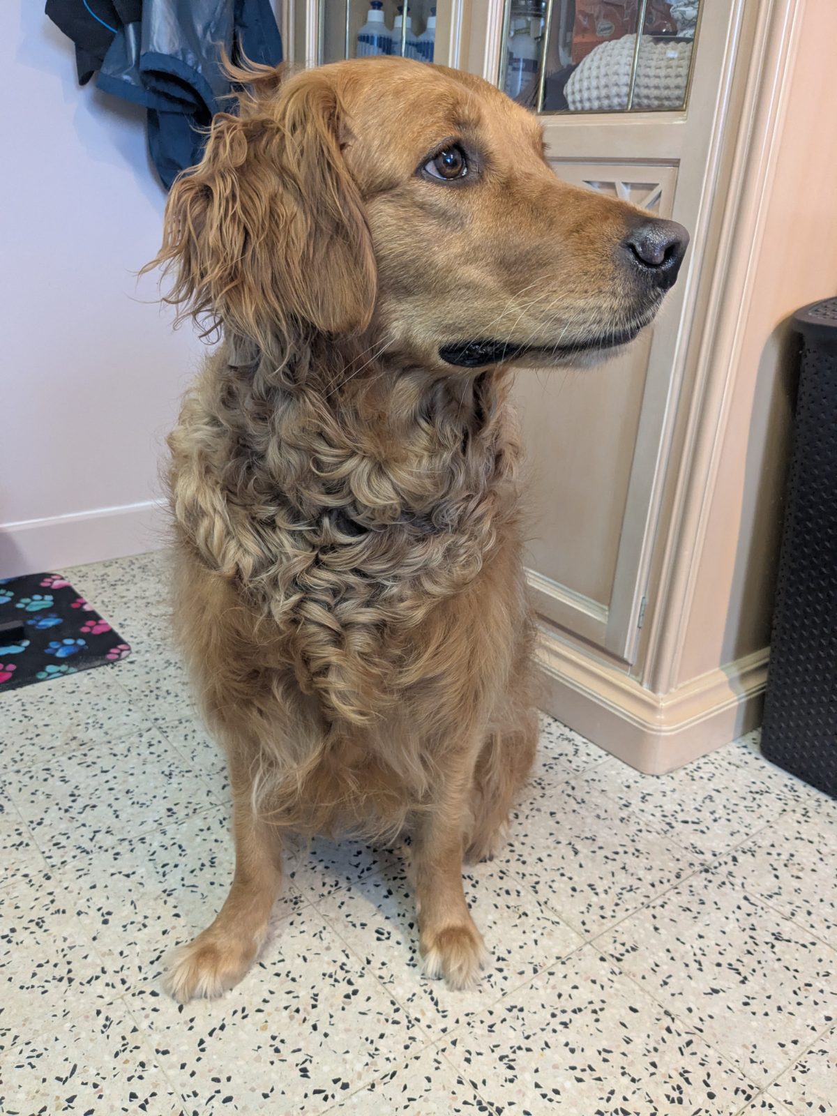 Alba, Trimbeurt middelgrote hond, vóór