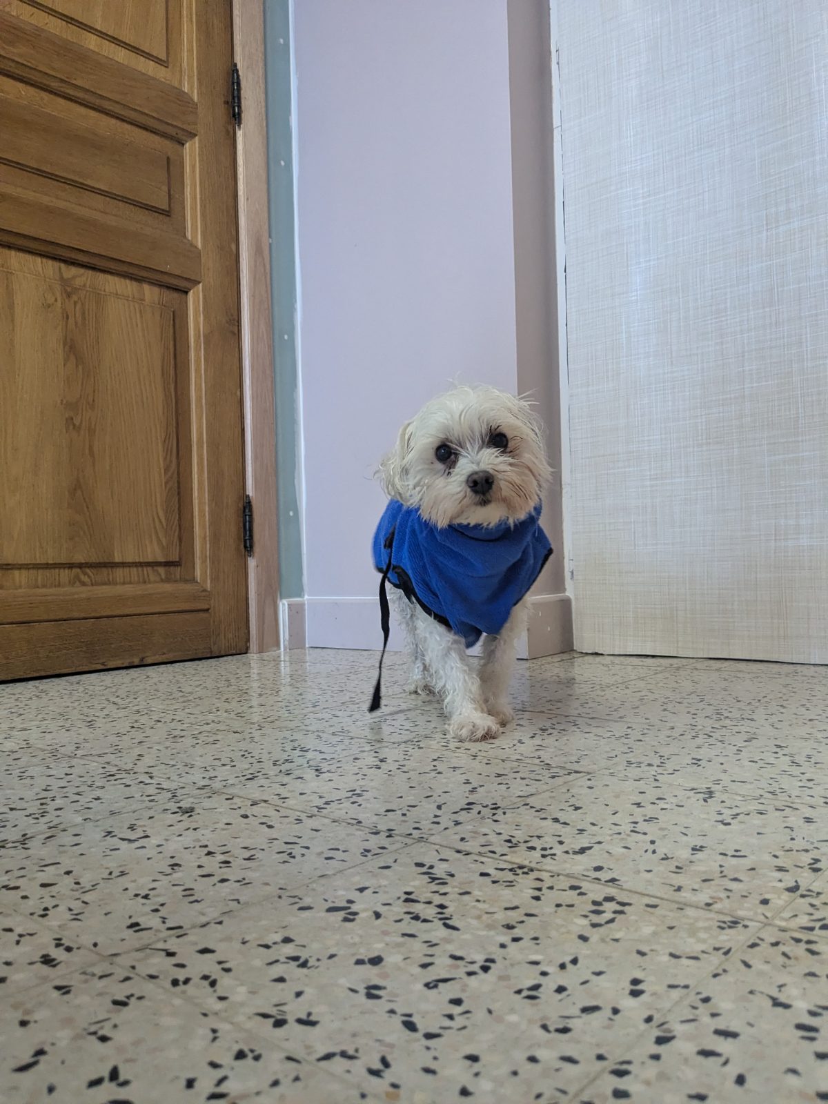 Dina, Trimbeurt kleine hond, vóór