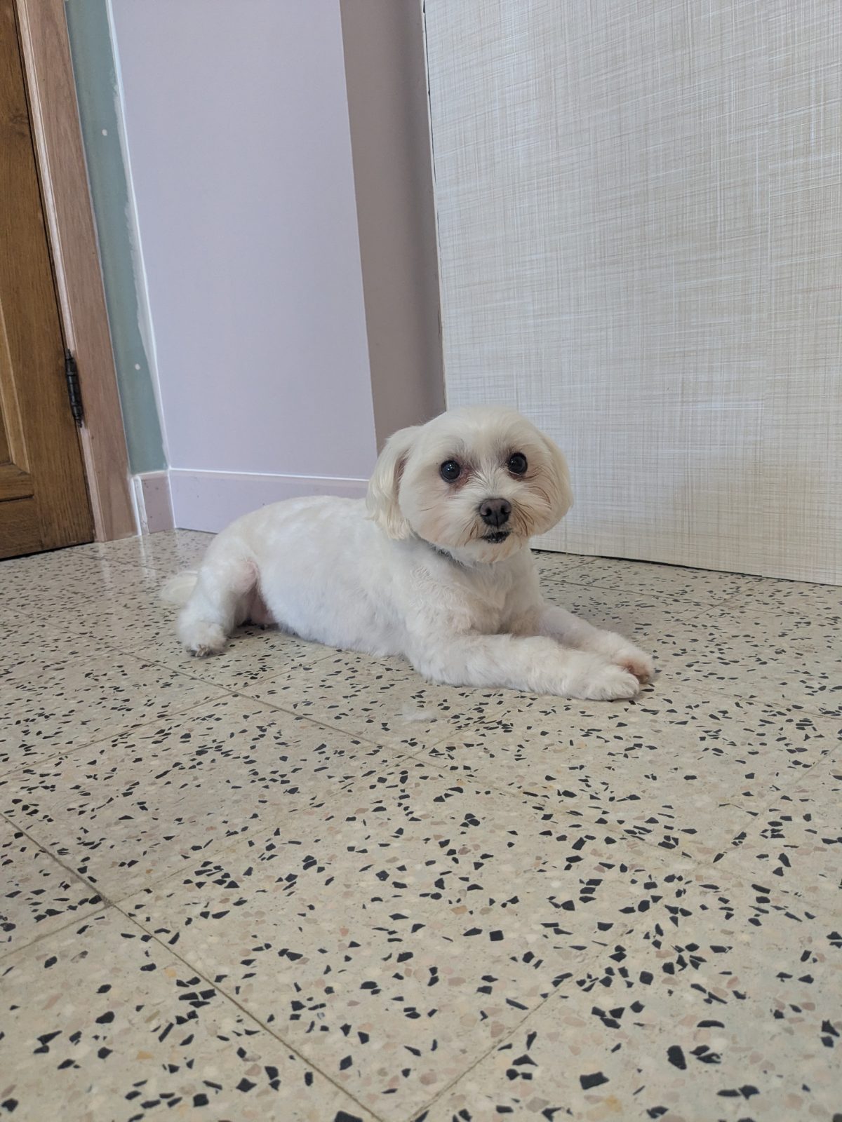 Dina, Trimbeurt kleine hond, na