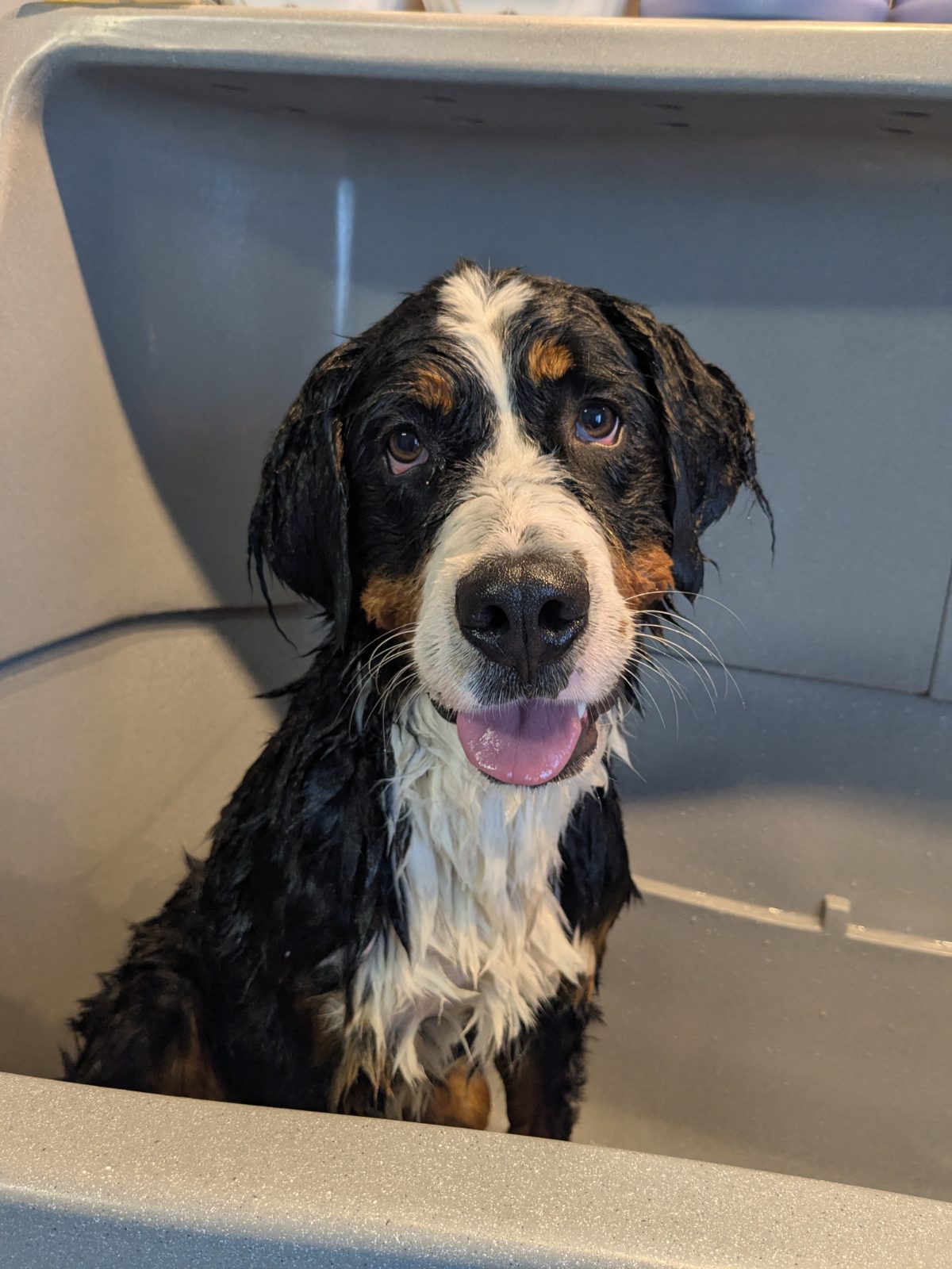 Myra, Trimbeurt grote hond, vóór