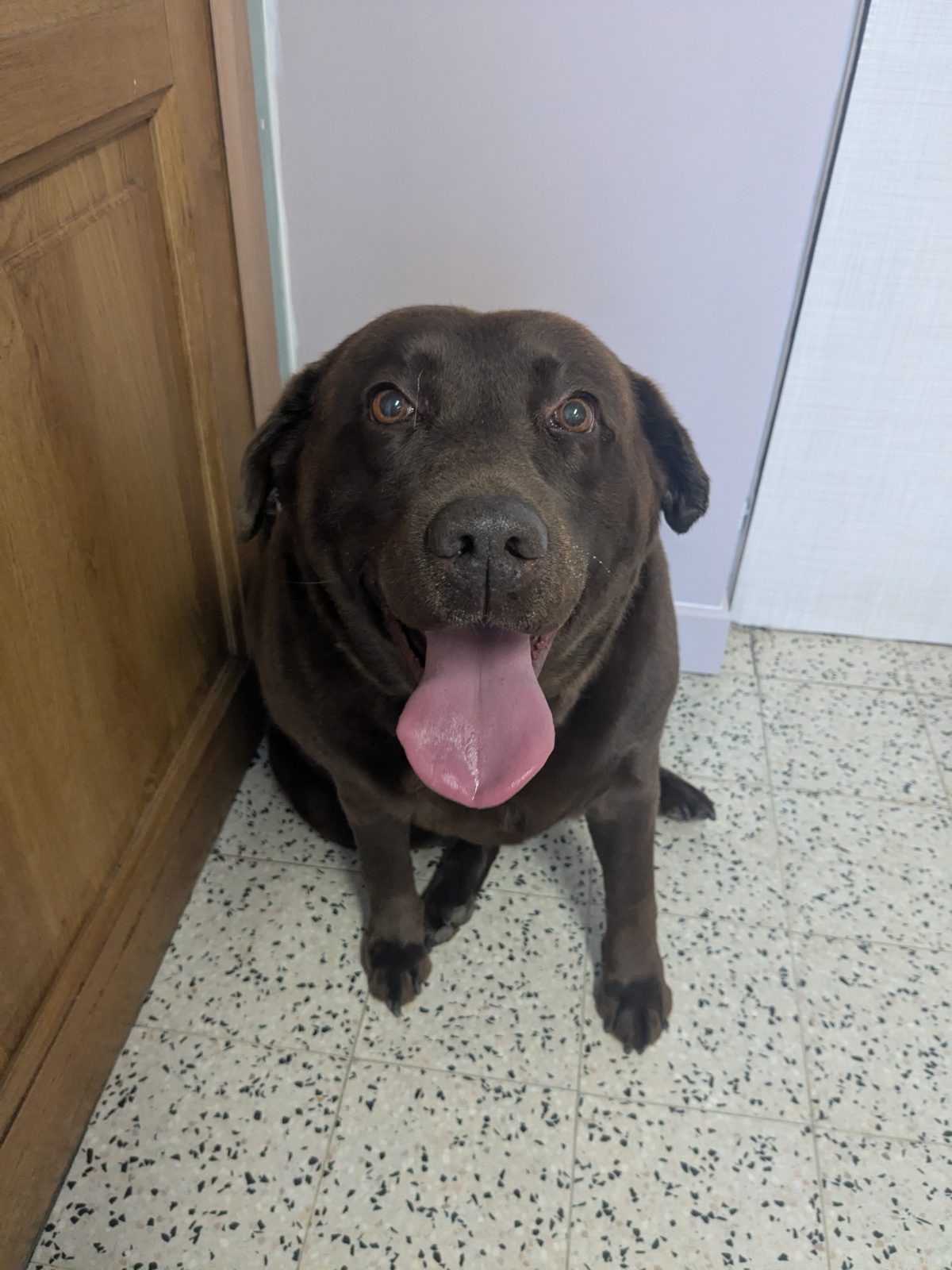 Loeky, Trimbeurt grote hond, na