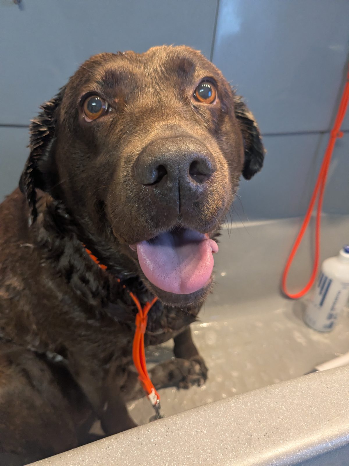 Loeky, Trimbeurt grote hond, vóór