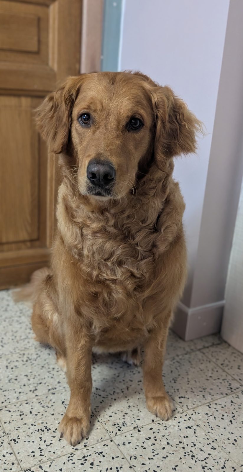 Alba, Trimbeurt middelgrote hond, na