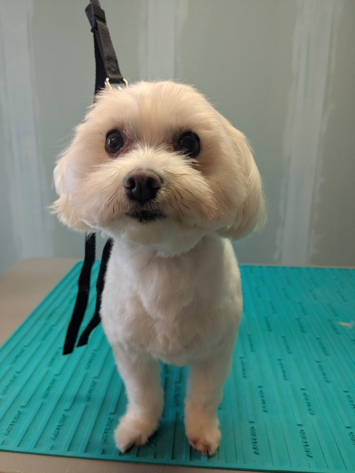 Dina, Trimbeurt kleine hond, na